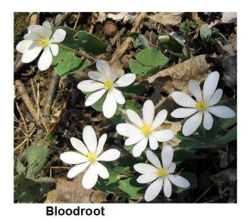 Bloodroot