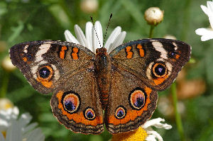 Buckeye