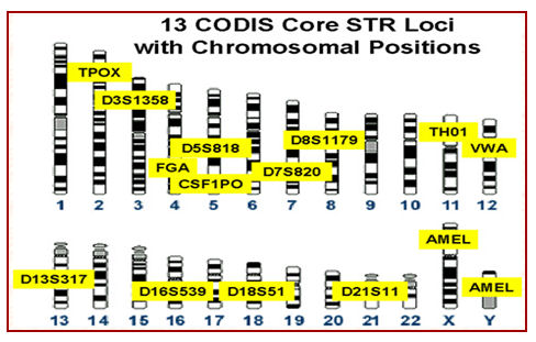 DNA