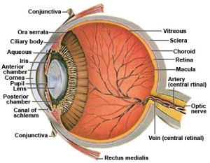 Eye Anatomy