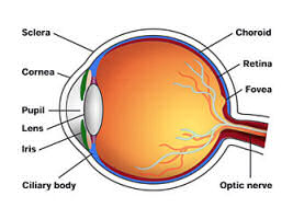 Eye Structure