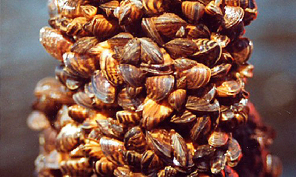 Mussels