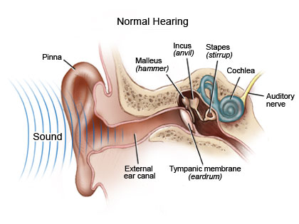 Normal Ear