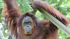 Orangutan